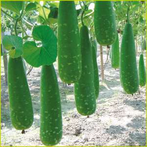 Bottle Gourd