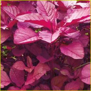 Red Amaranth