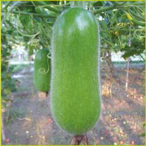 Wax Gourd