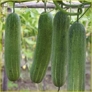 Cucumber