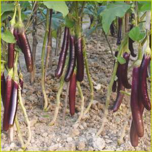 Eggplant