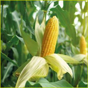Maize