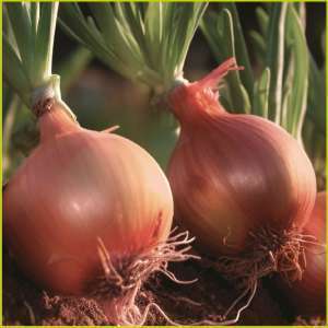 Onion