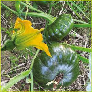 Pumpkin