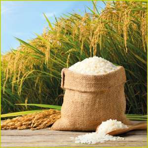 Rice