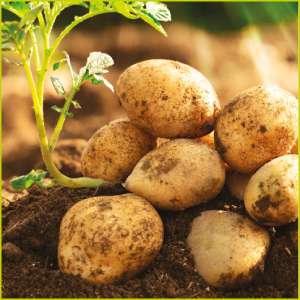 Potato