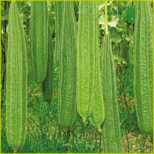 Ridge Gourd