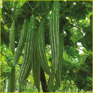 Snake Gourd